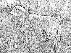 mouton Coloriages À Imprimer